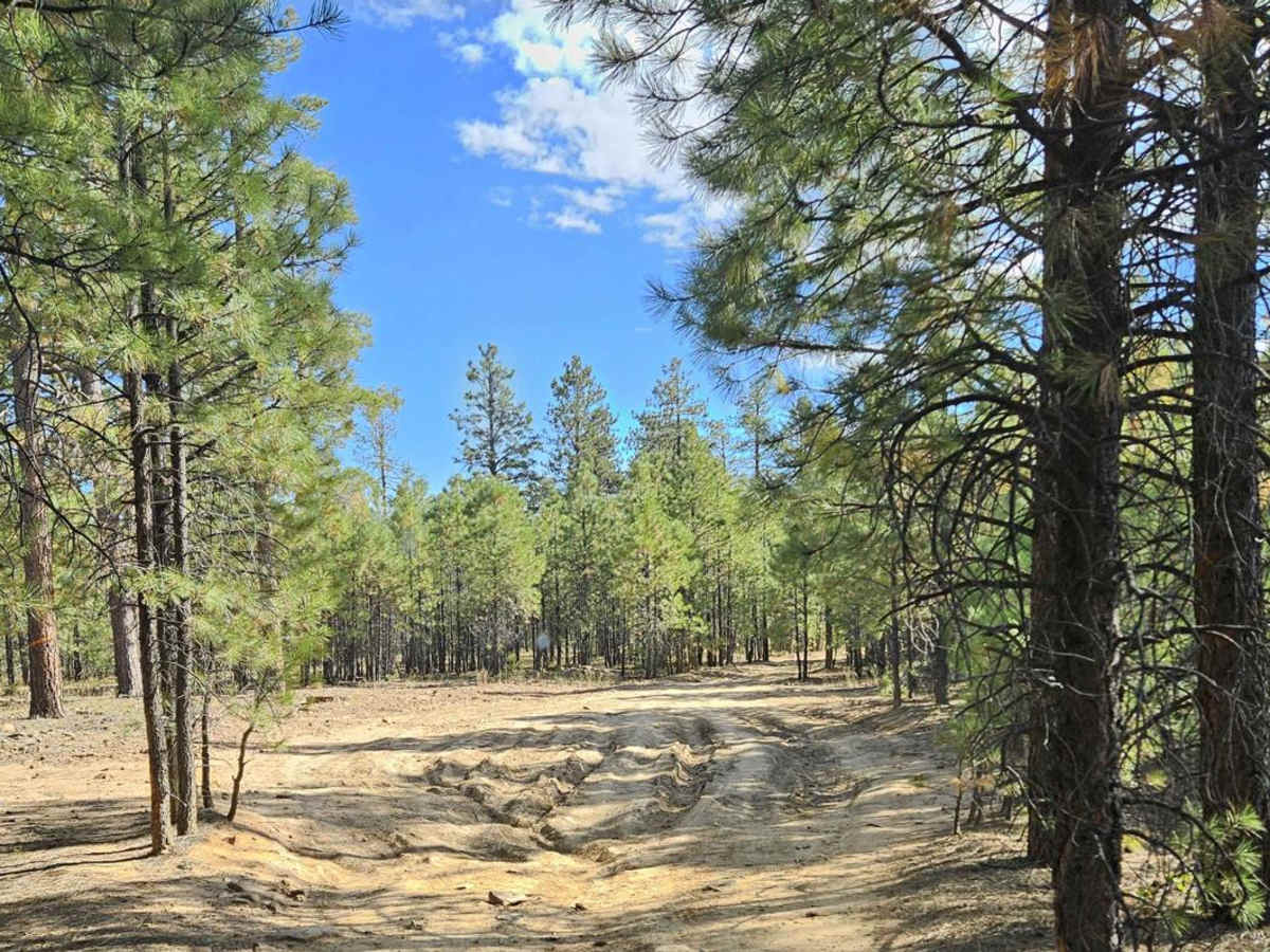 Forest Lakes to Sheep Creek Point photo 3