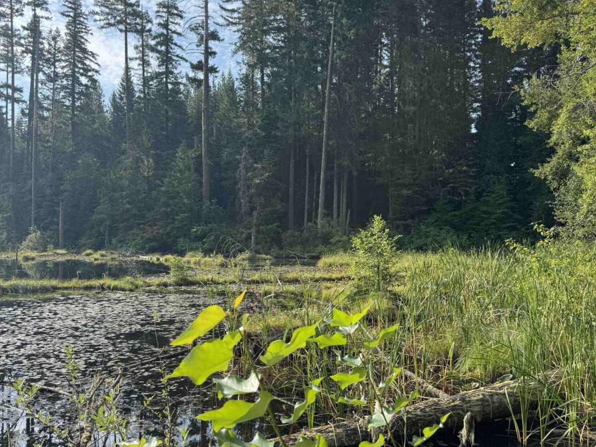 Skookum Pond photo 5