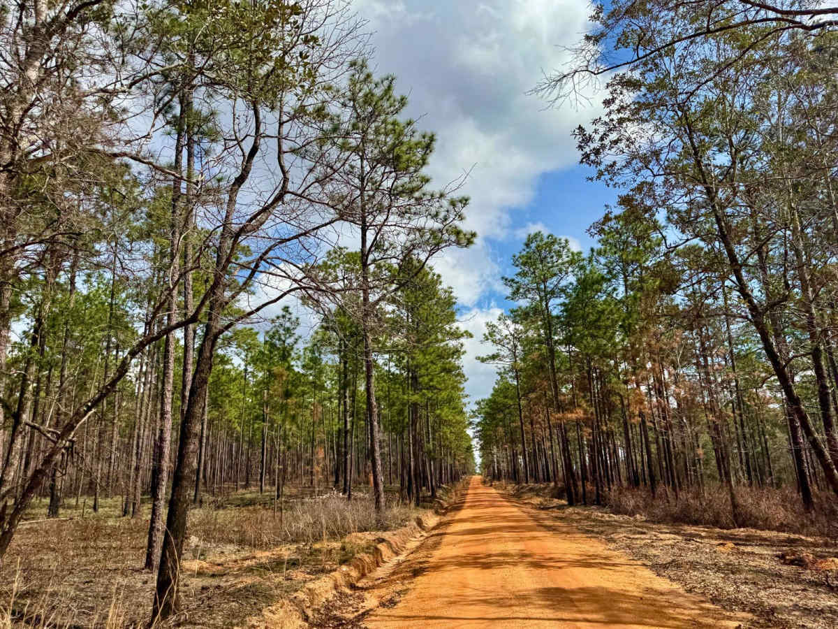 Miller Creek Road - FS 311 photo 6