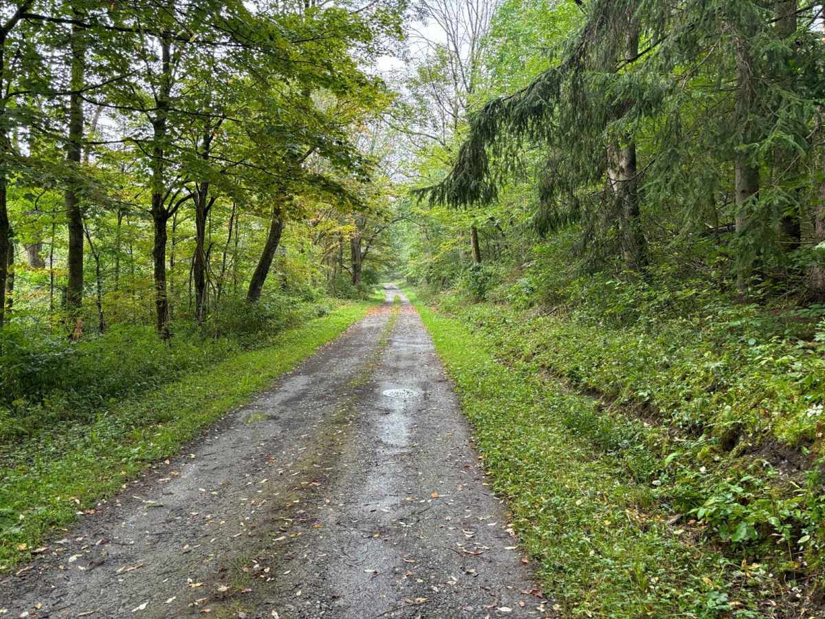 Tioughnioga Wildlife Management Area trail photo