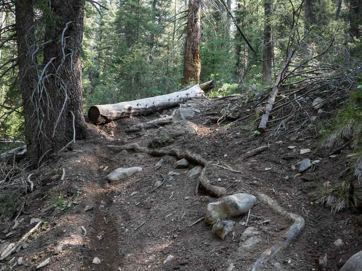 Eleven Mile - Martin Creek photo 6