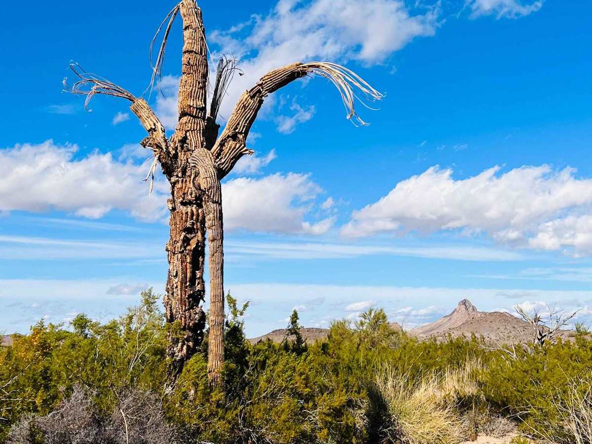 Secret Saguaro Forest trail photo