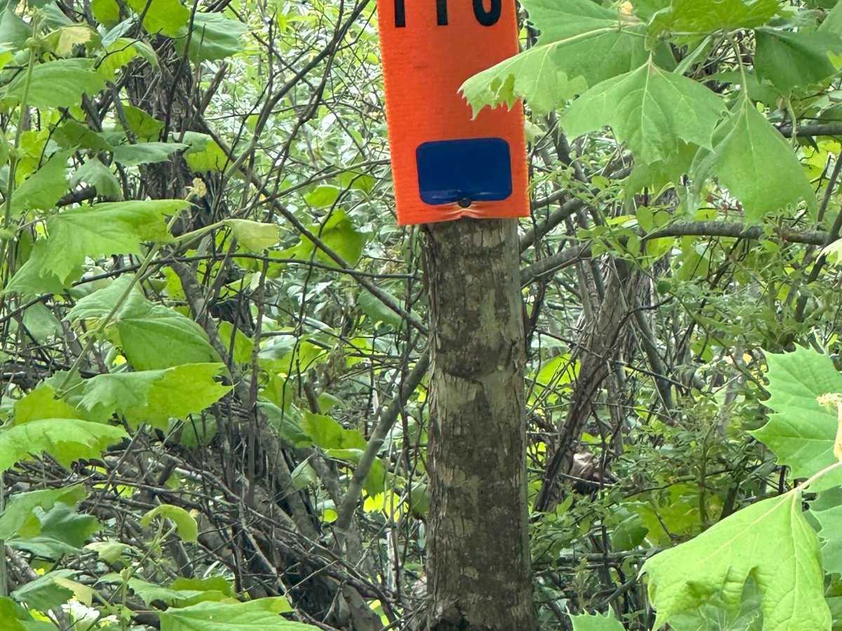 116 trail photo