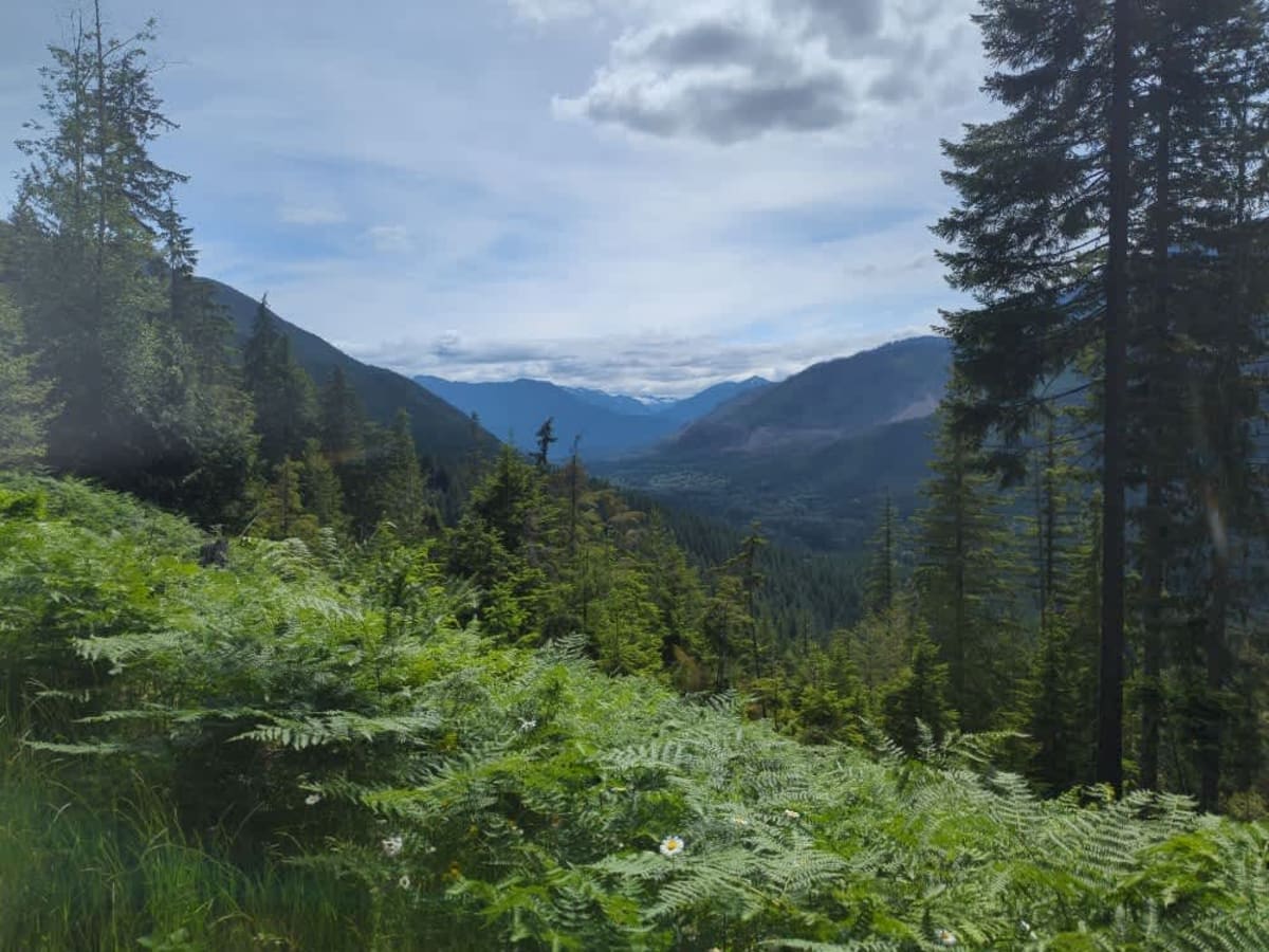 Johnson Ridge Trail trail photo