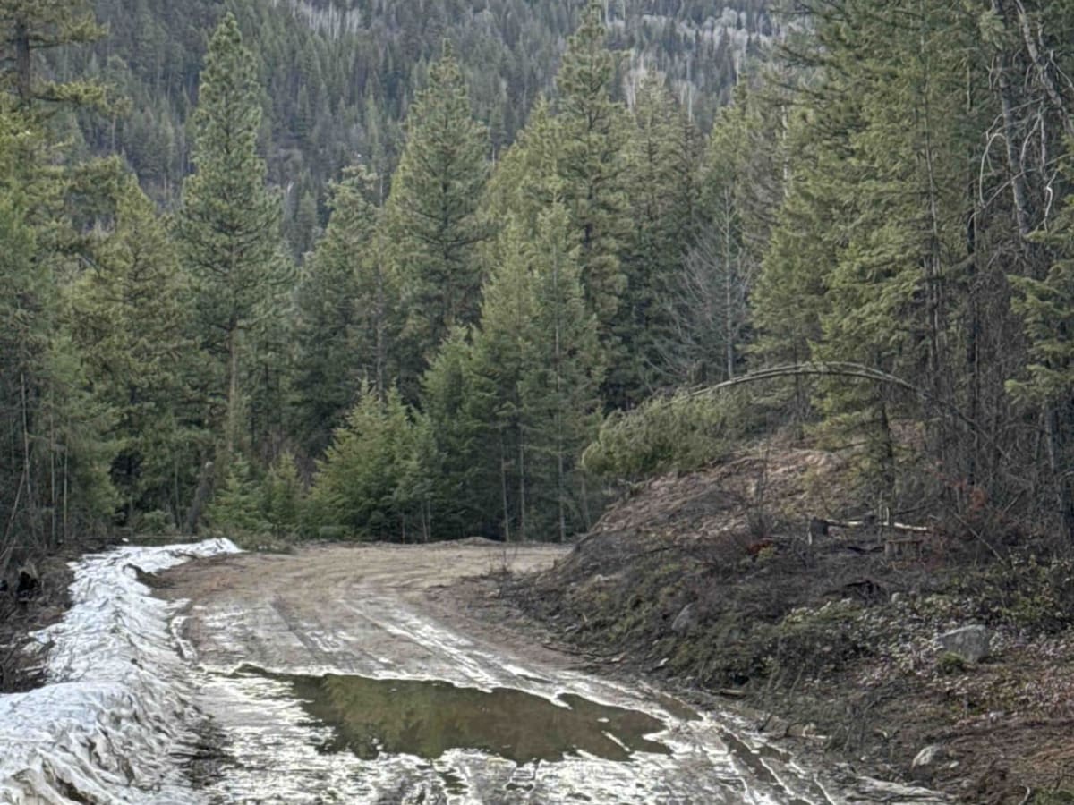 Bald Eagle Range FSR photo 6