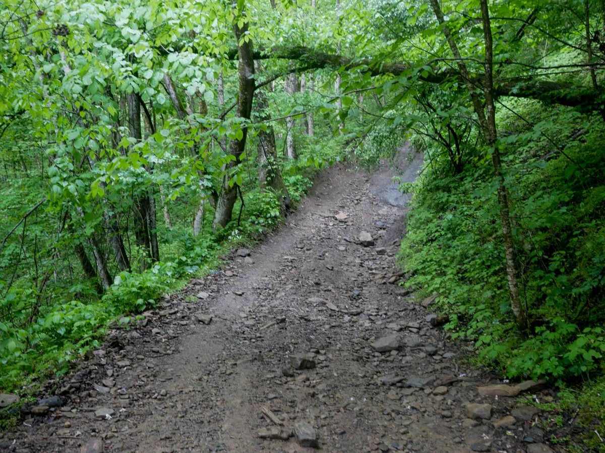 RH 29 photo 5
