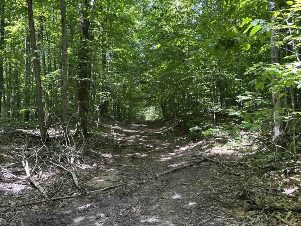 Shrek's Swamp trail photo