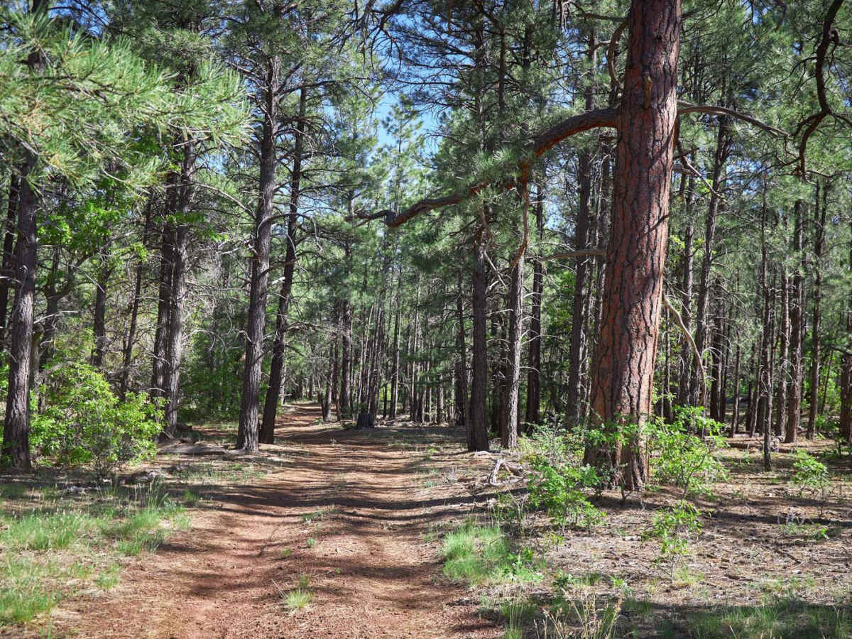 Bill Williams / Prescott Forest Traverse photo 3
