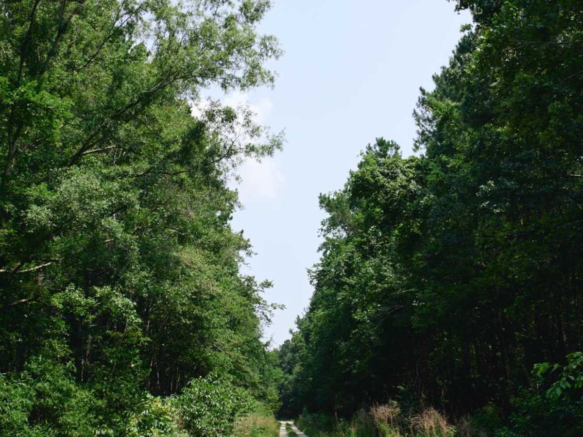 Kinsey Road - FSR 226 photo 4