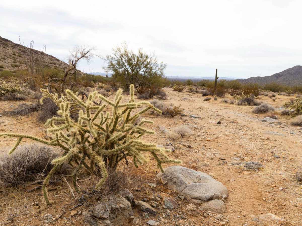 Wilderness Spur photo 6
