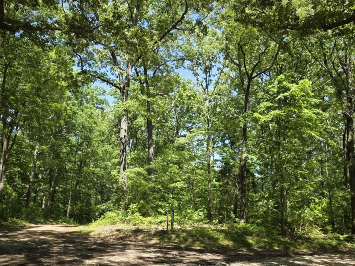 Cub Lake Trail photo 5