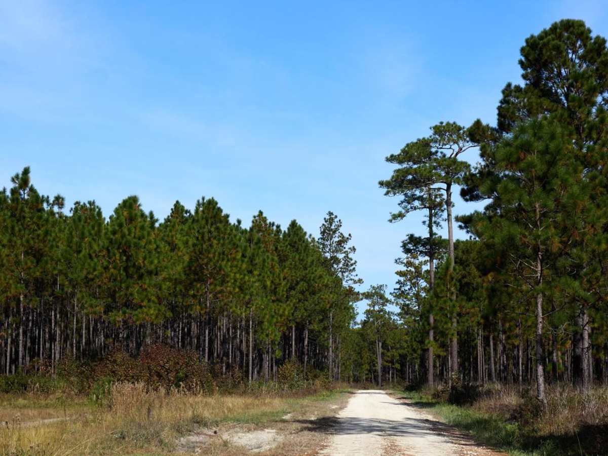 Little Hellhole Bay - FSR 158 trail photo