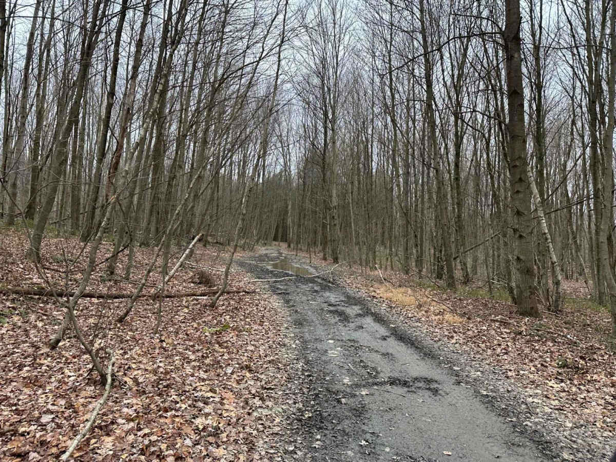 Locust Gap 24 photo 4