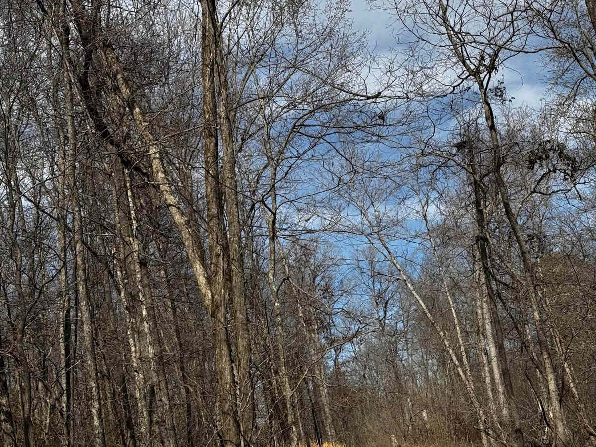 Hillside Trail photo 3