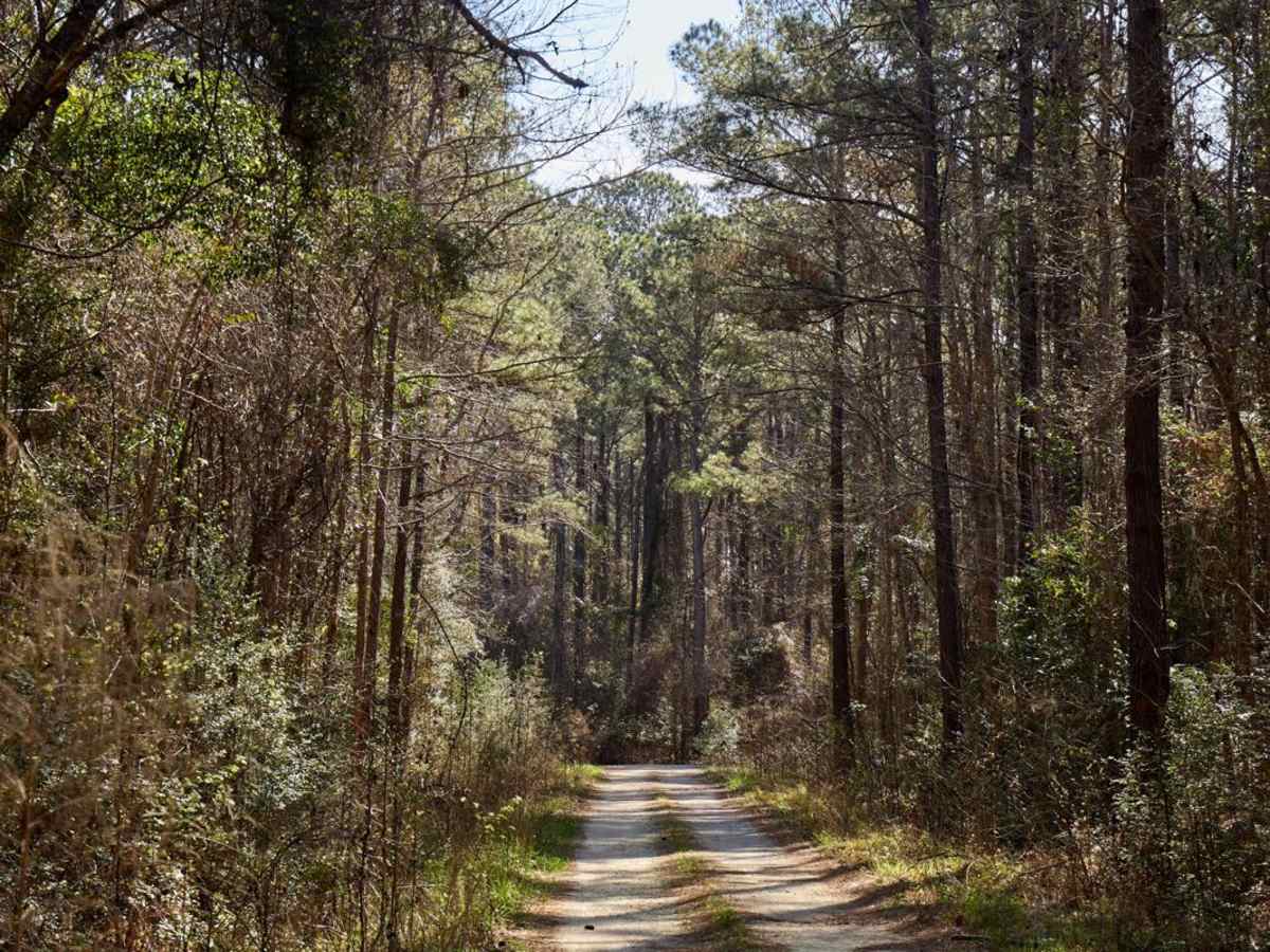 Clayfield Road - FSR229 trail photo