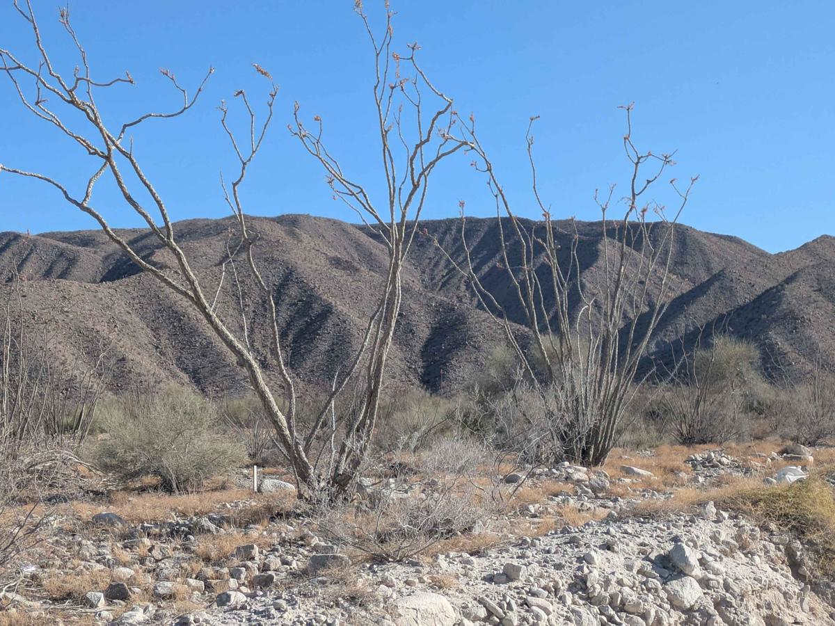 Desert Rise photo 6