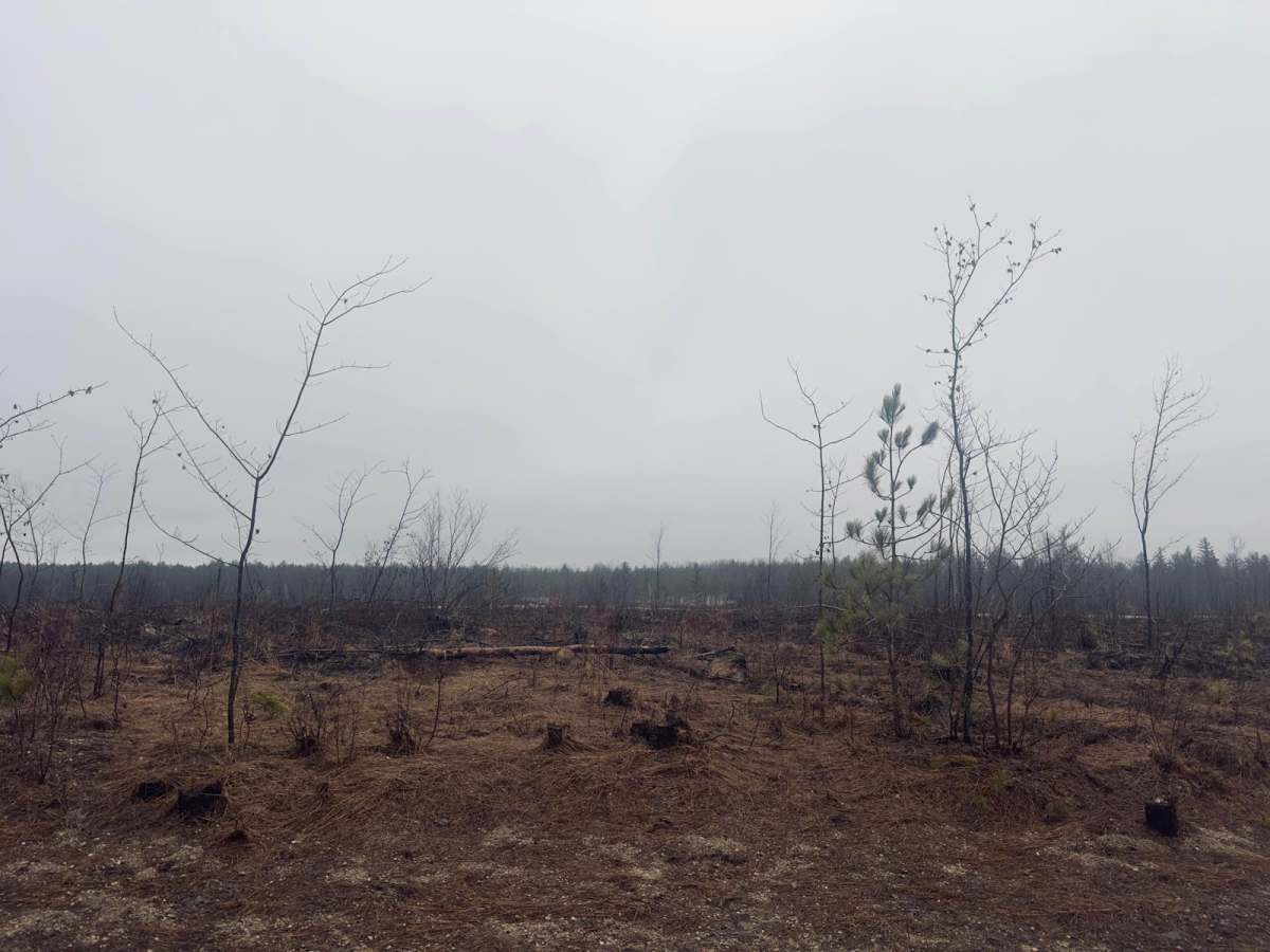 Brown Fire Lane Northwest photo 5
