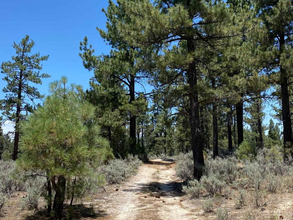 Laguna Hanson Road Detour trail photo