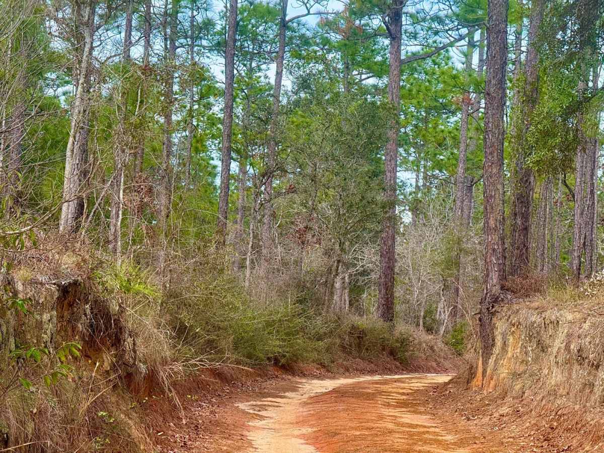 Florida State F61 photo 5
