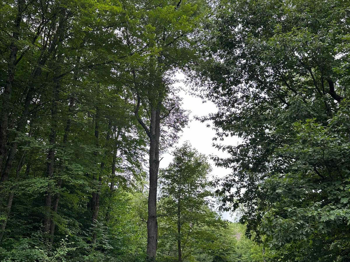 FS 5162 trail photo