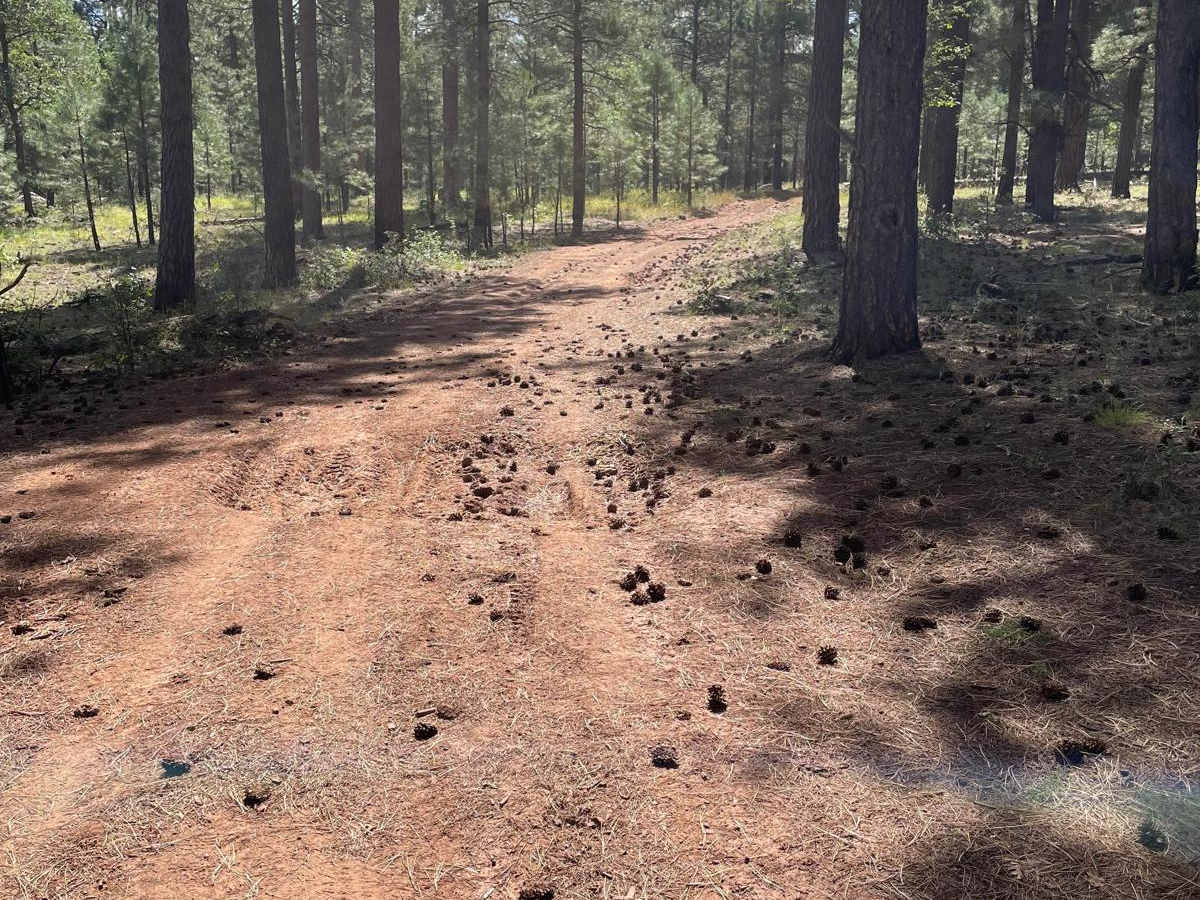 Potato Patch Tank Trail photo 5