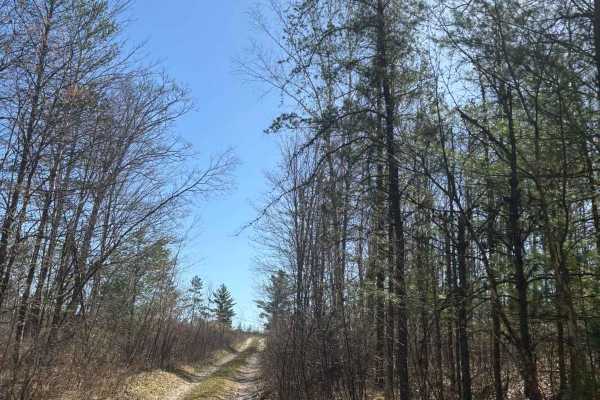 Forest Road 2073