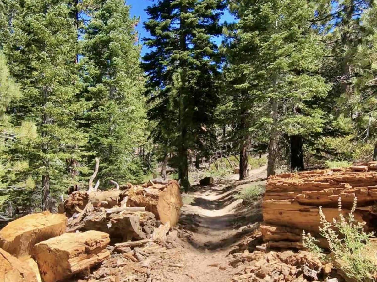 Jackass Creek photo 3