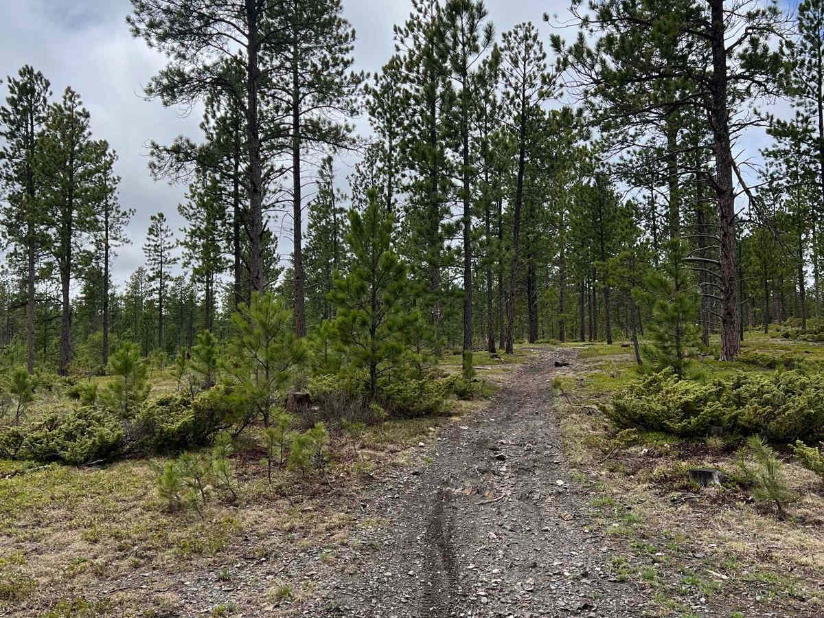 Boxelder Ridge Wooded Hills Cut Through photo 5