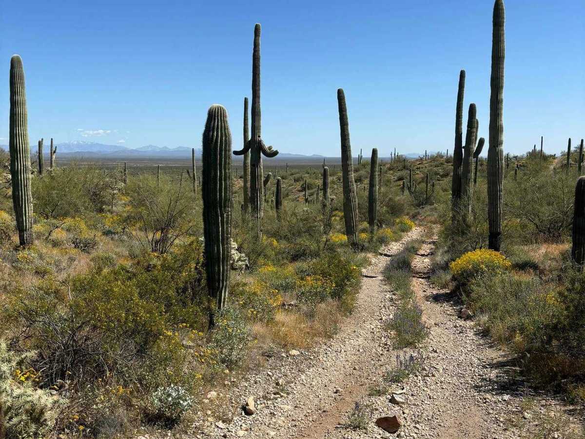 North Picacho Mountain Pass photo 6