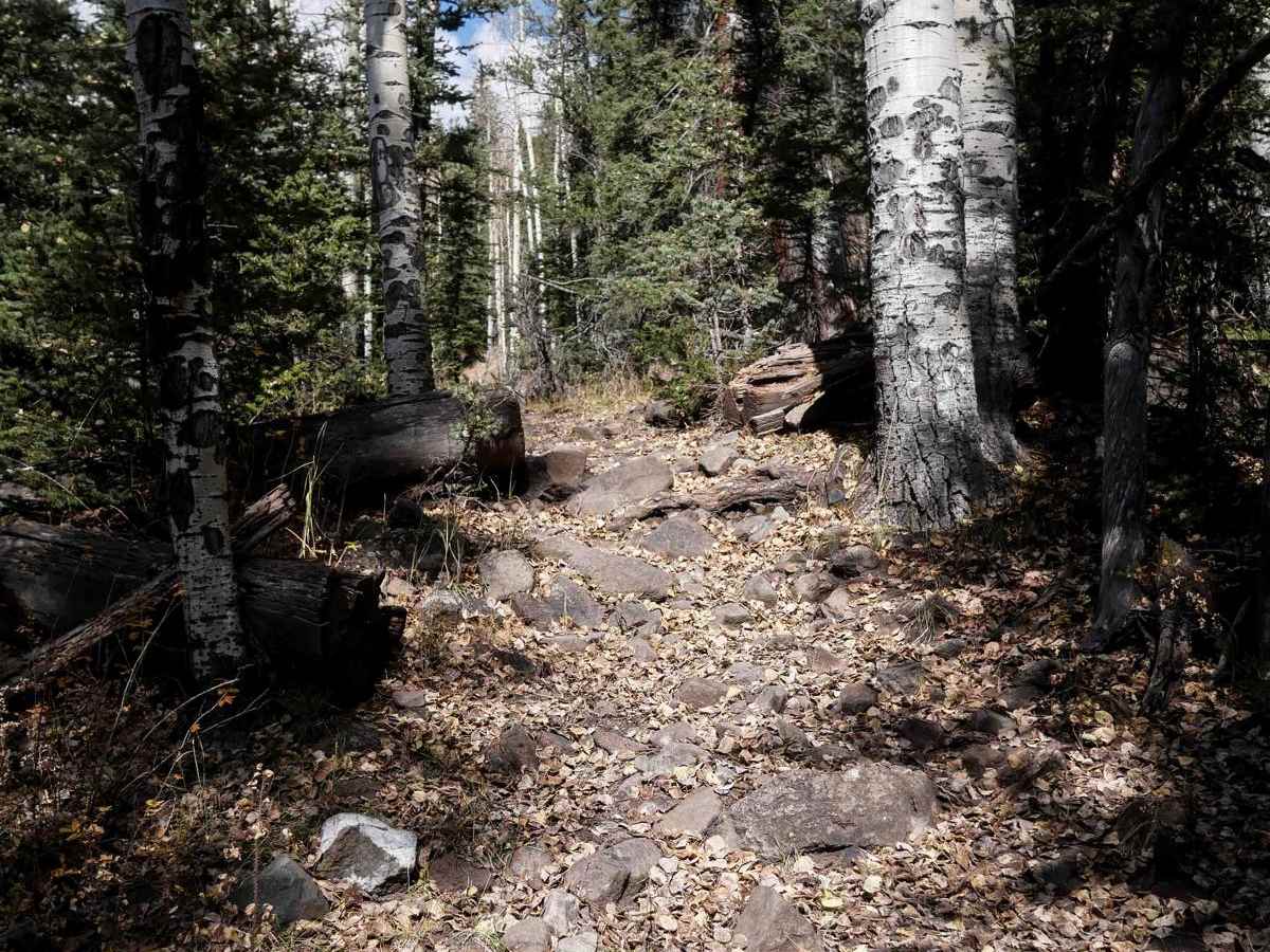 La Garita Creek Cutoff Single Track photo 6