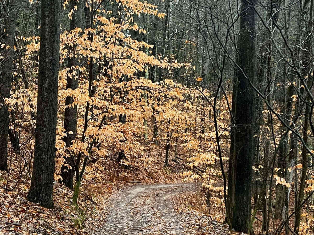 Mena Creek Trail (NFS 9573) photo 5