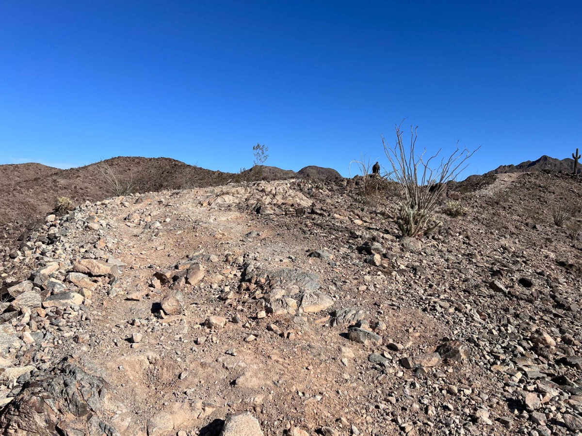 The Saguaro that Watches Over Yuma photo 5