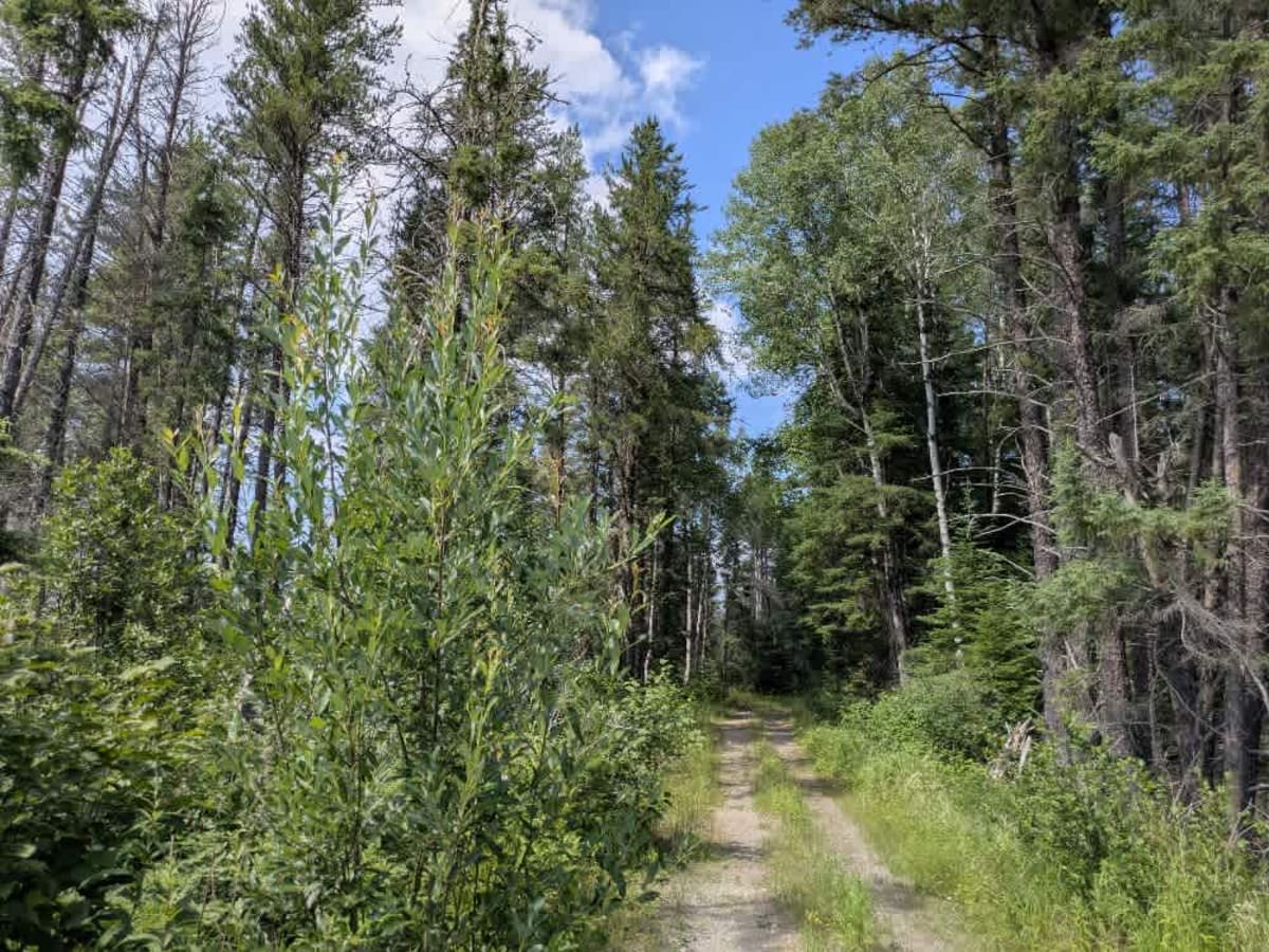 Keeley Creek trail photo