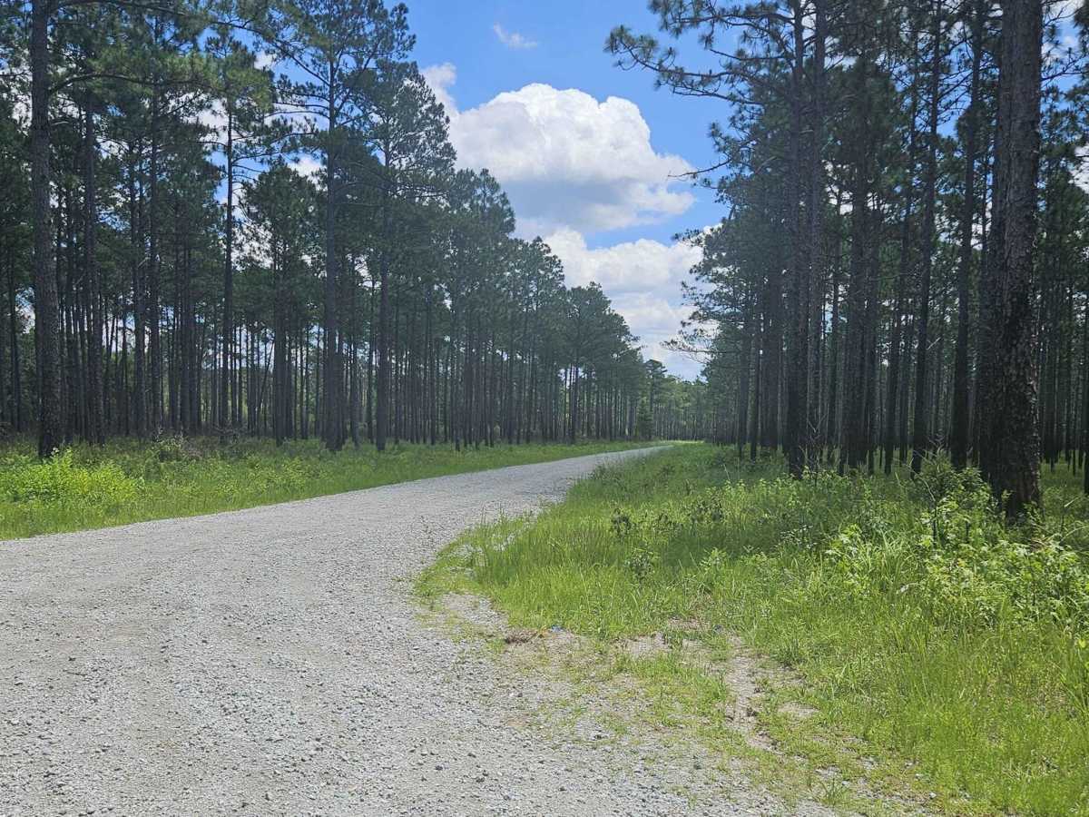 Southwest Croatan National Forest Loop photo 3