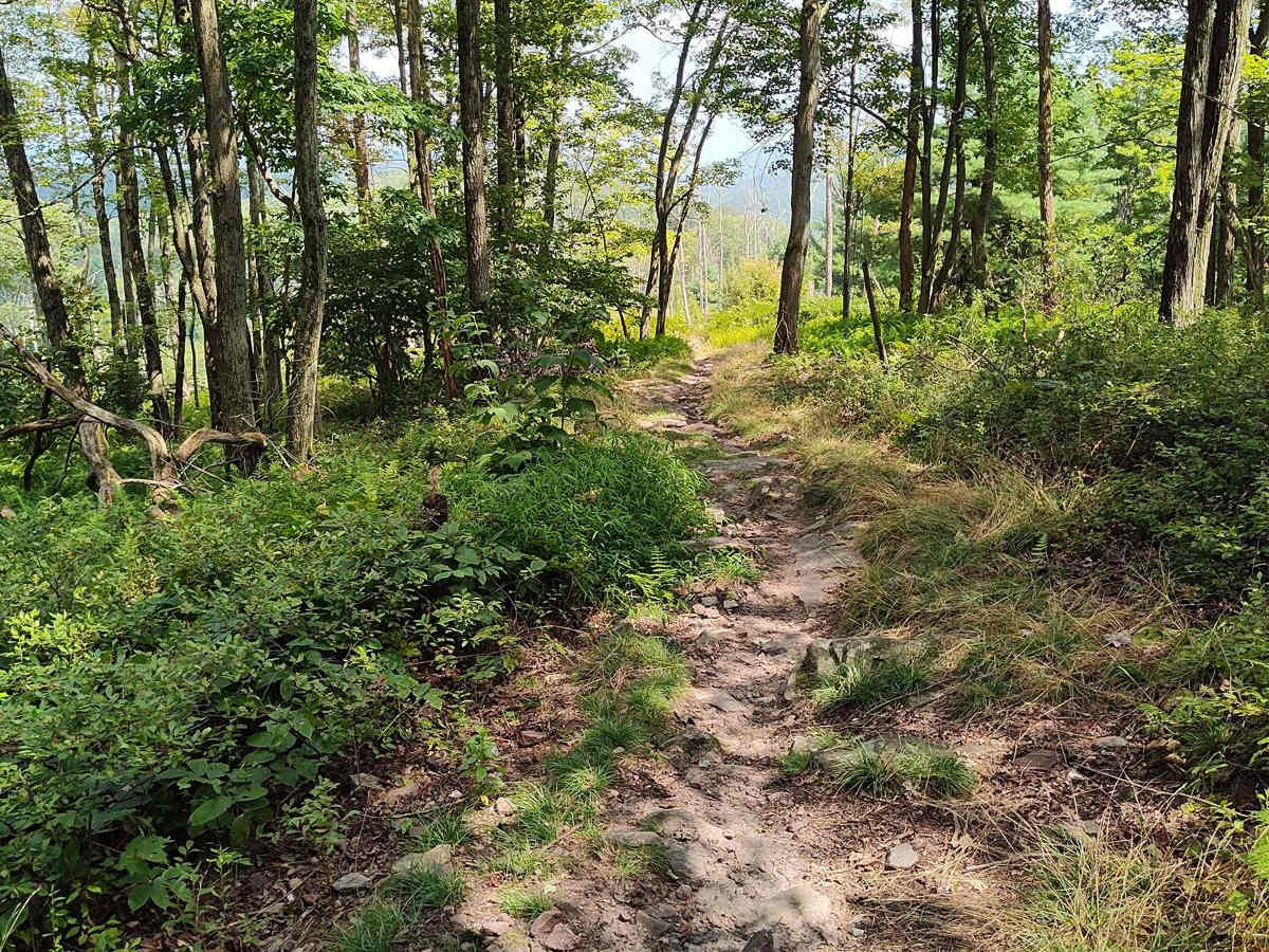 Tower Trail - Single Track photo 5
