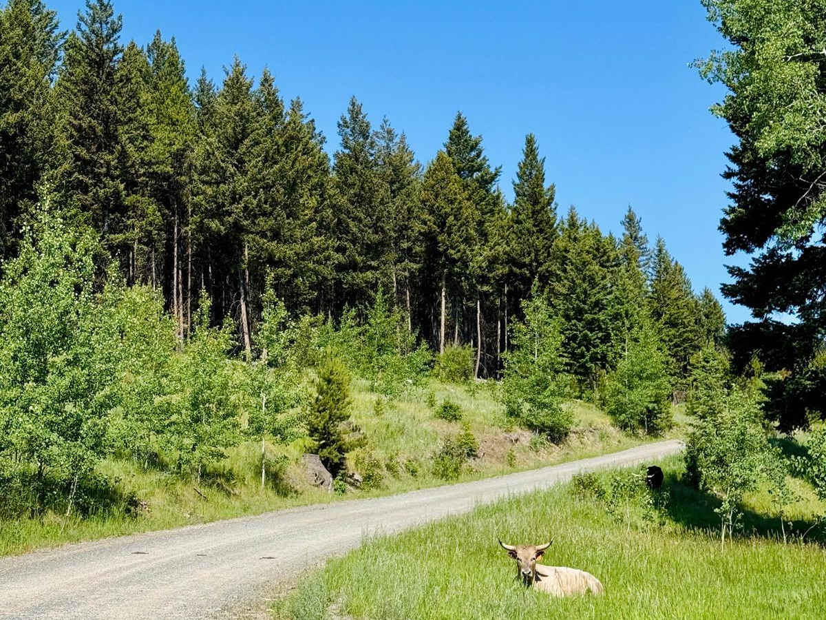 Tillery Road trail photo