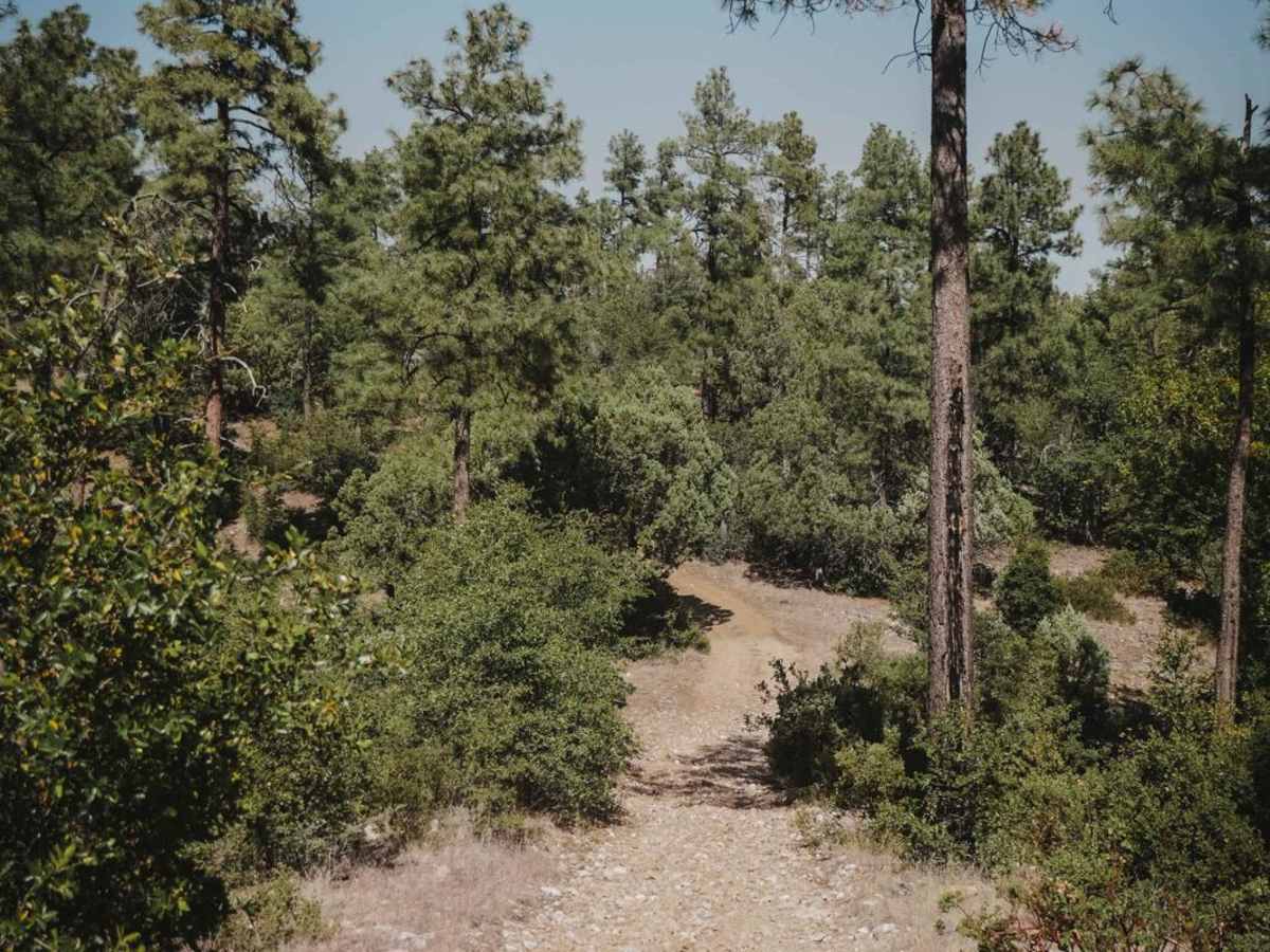 Ponderosa photo 2