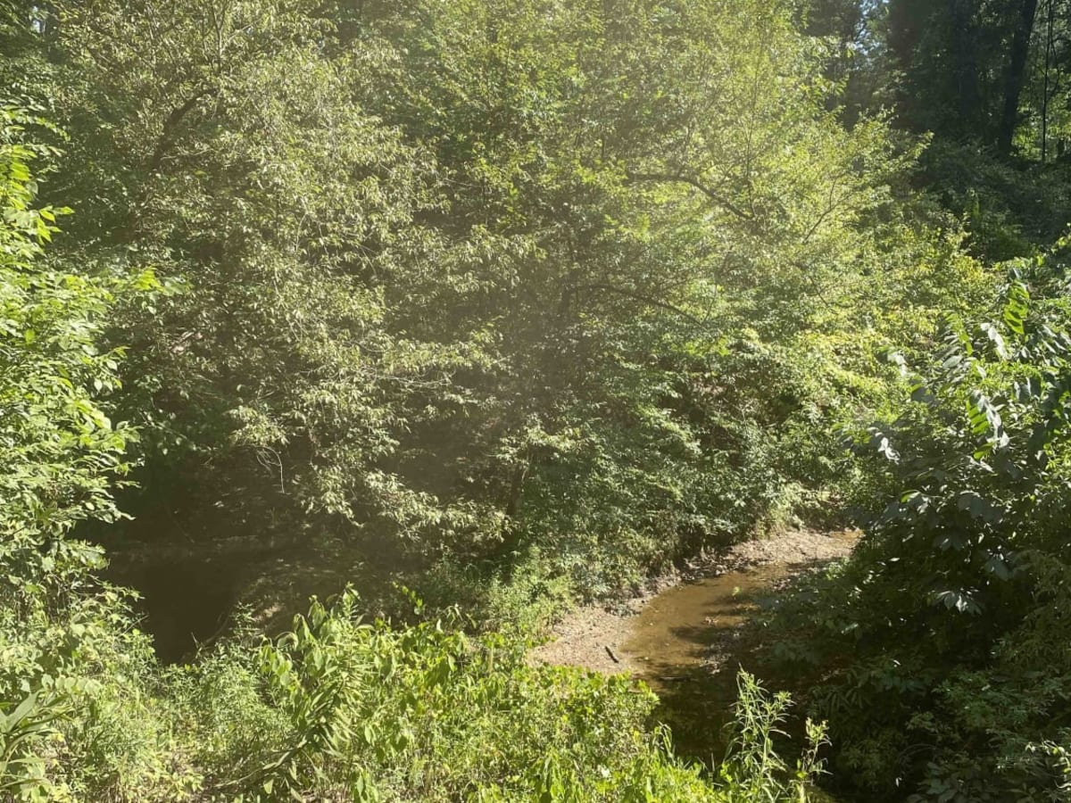 Iatt Lake Trail photo 2