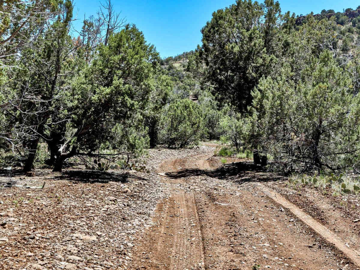 Cedar Train photo 6