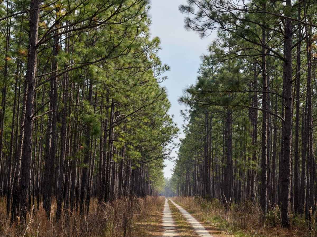 Dog Swamp - FSR265 trail photo