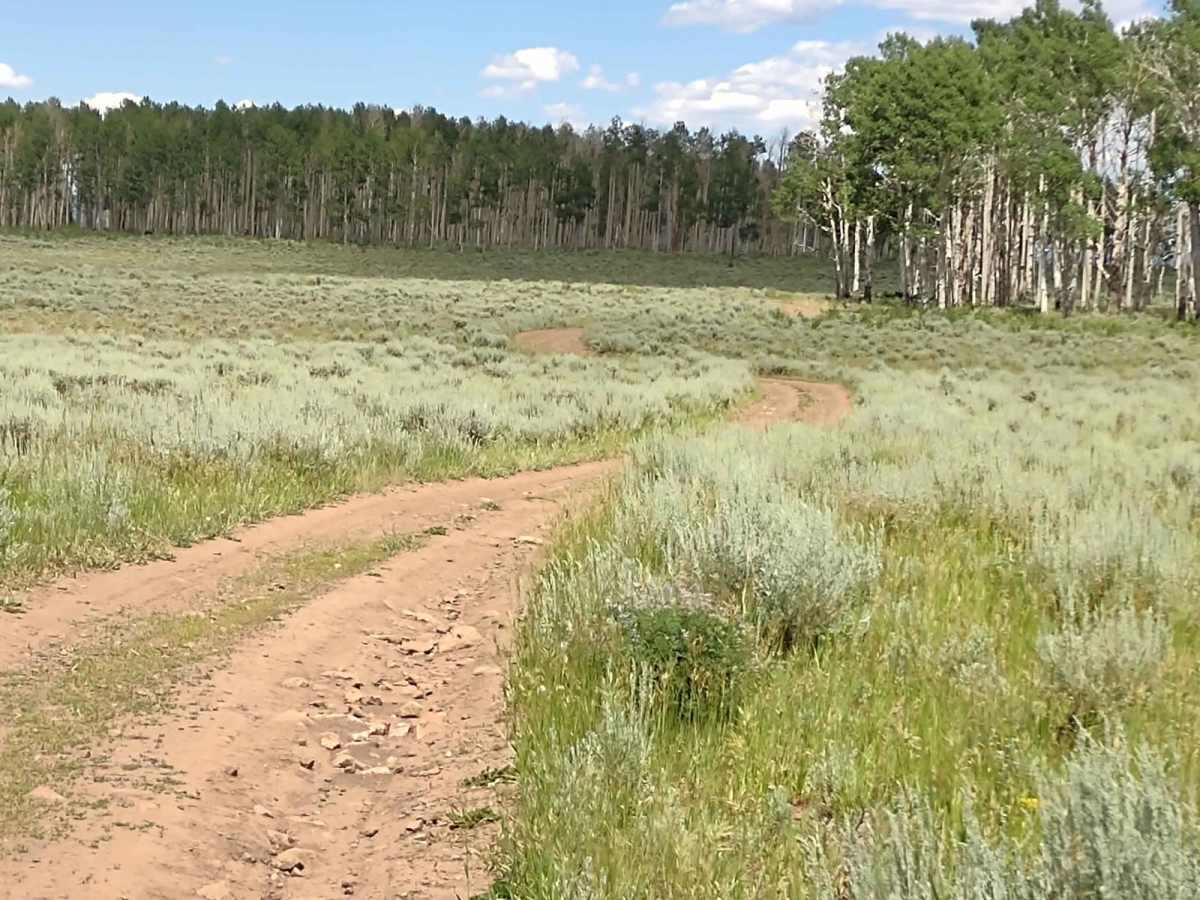 Papa Bear Spur FS 4848 trail photo