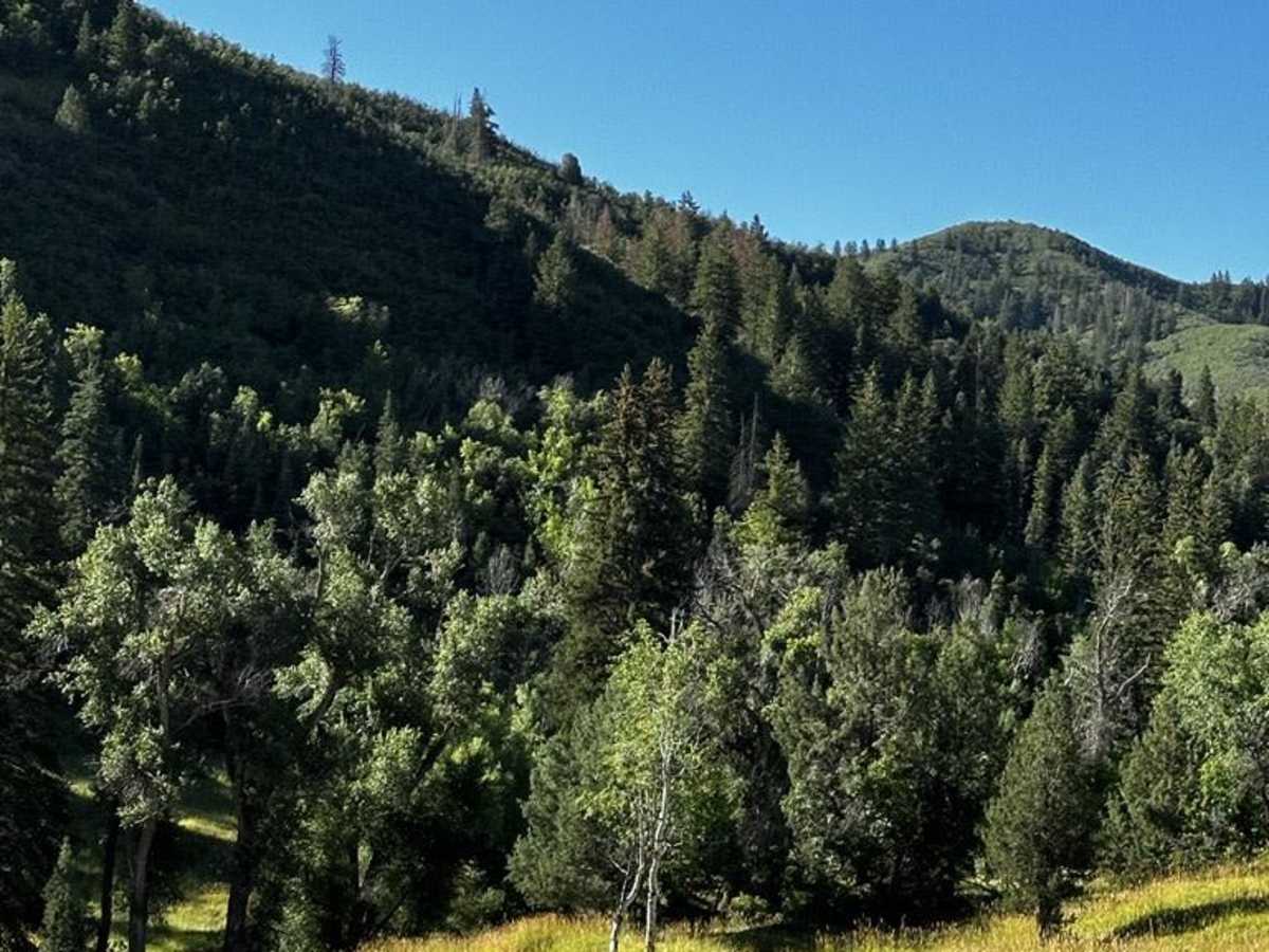 Packard Canyon Trail trail photo