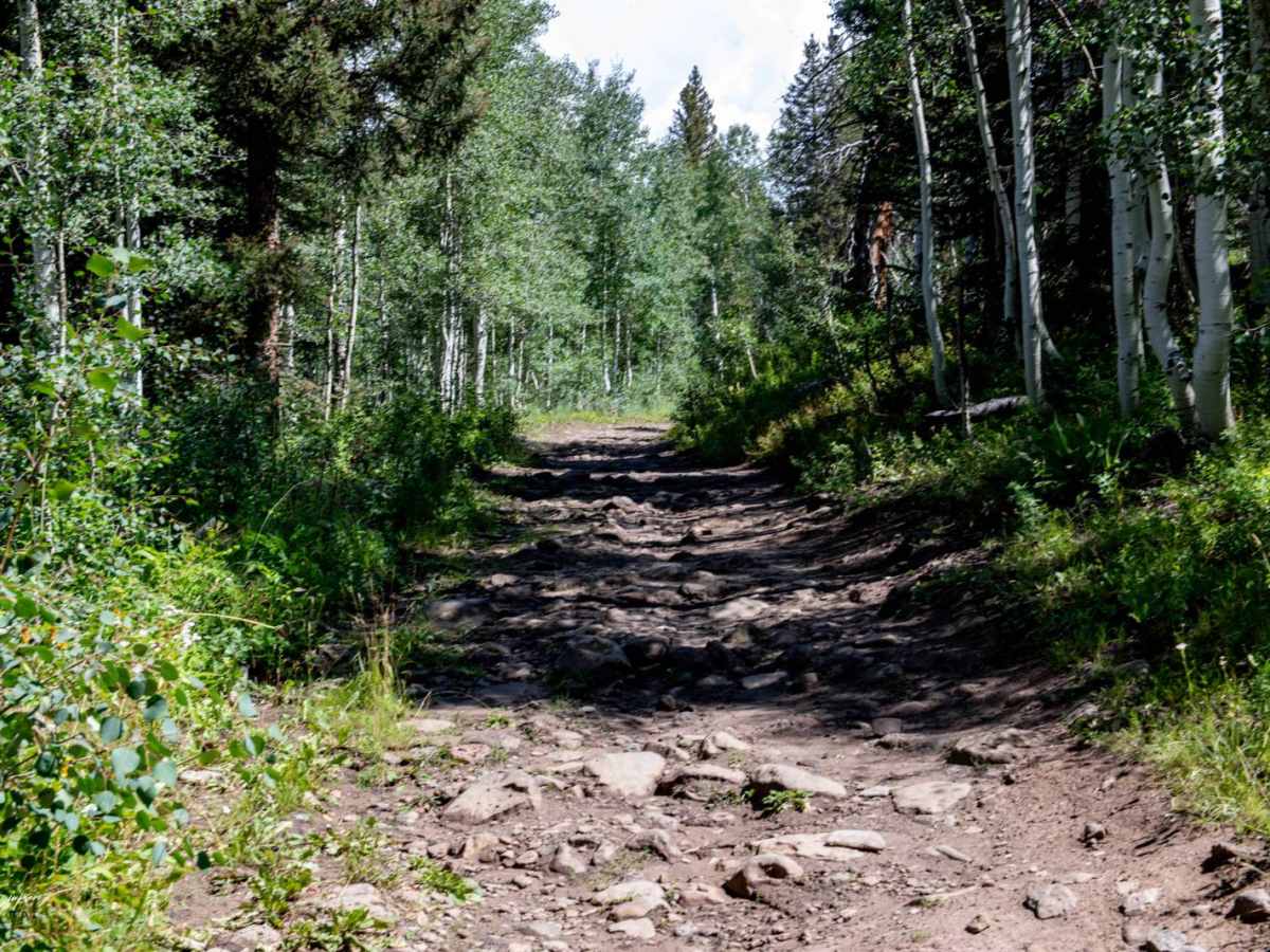 Ellington Creek Road/ FR 128 trail photo