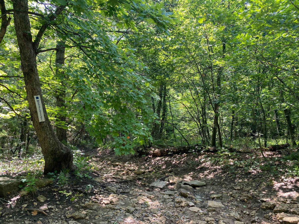 WoodCutter photo 4