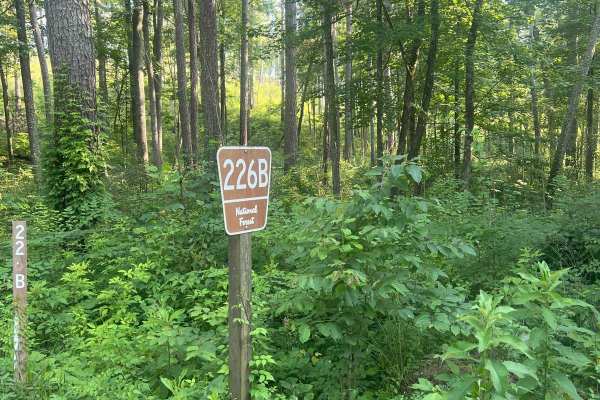 Dry Cr Branch B - Forest Road 226B