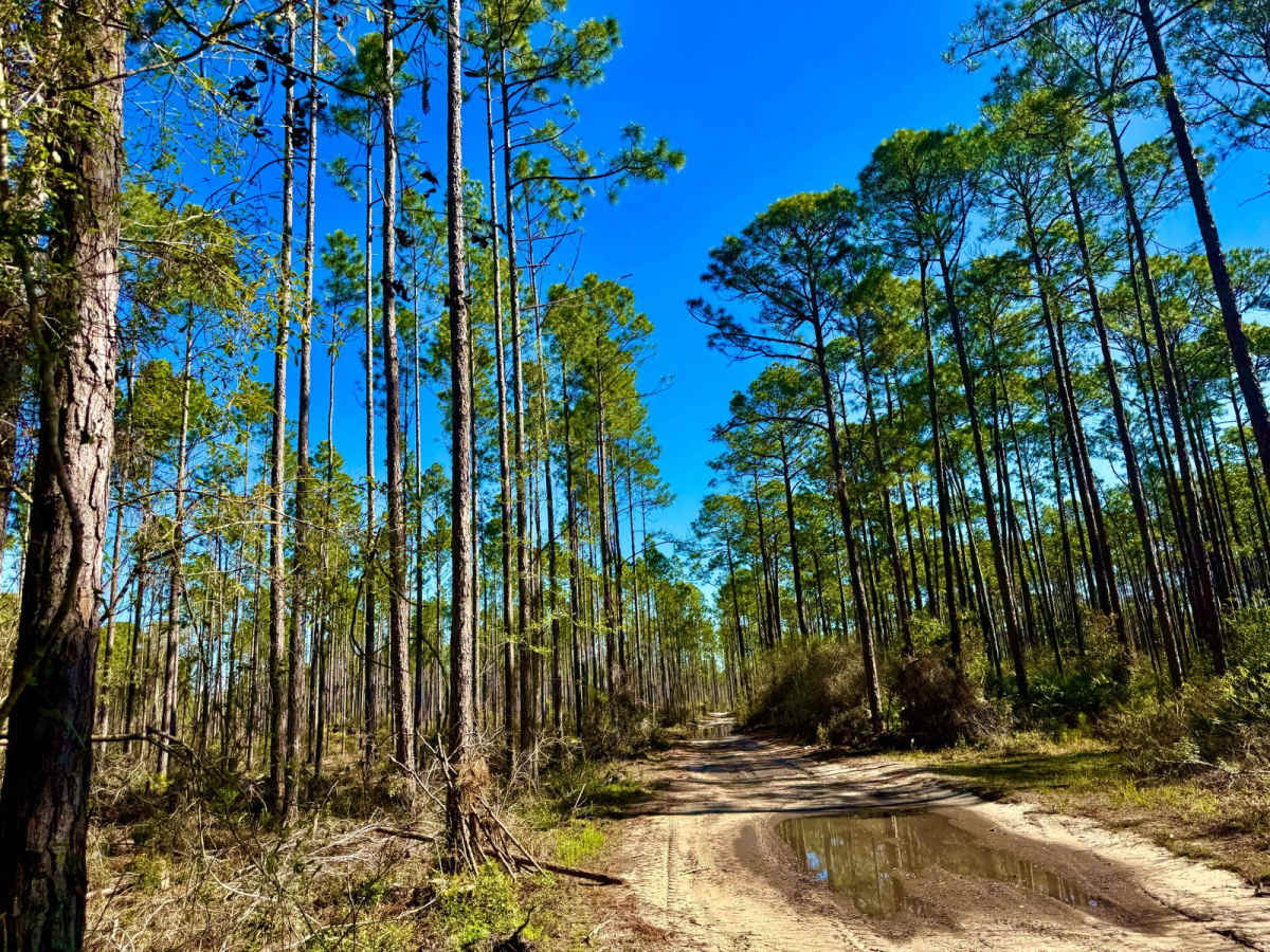 Forest Road 360-A photo 2