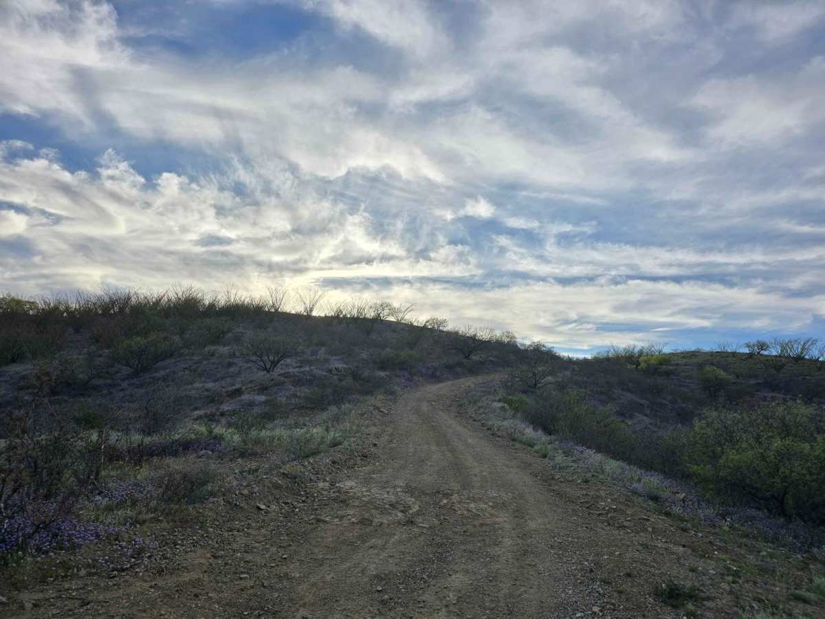 California Gulch Forest Road 217 photo 5