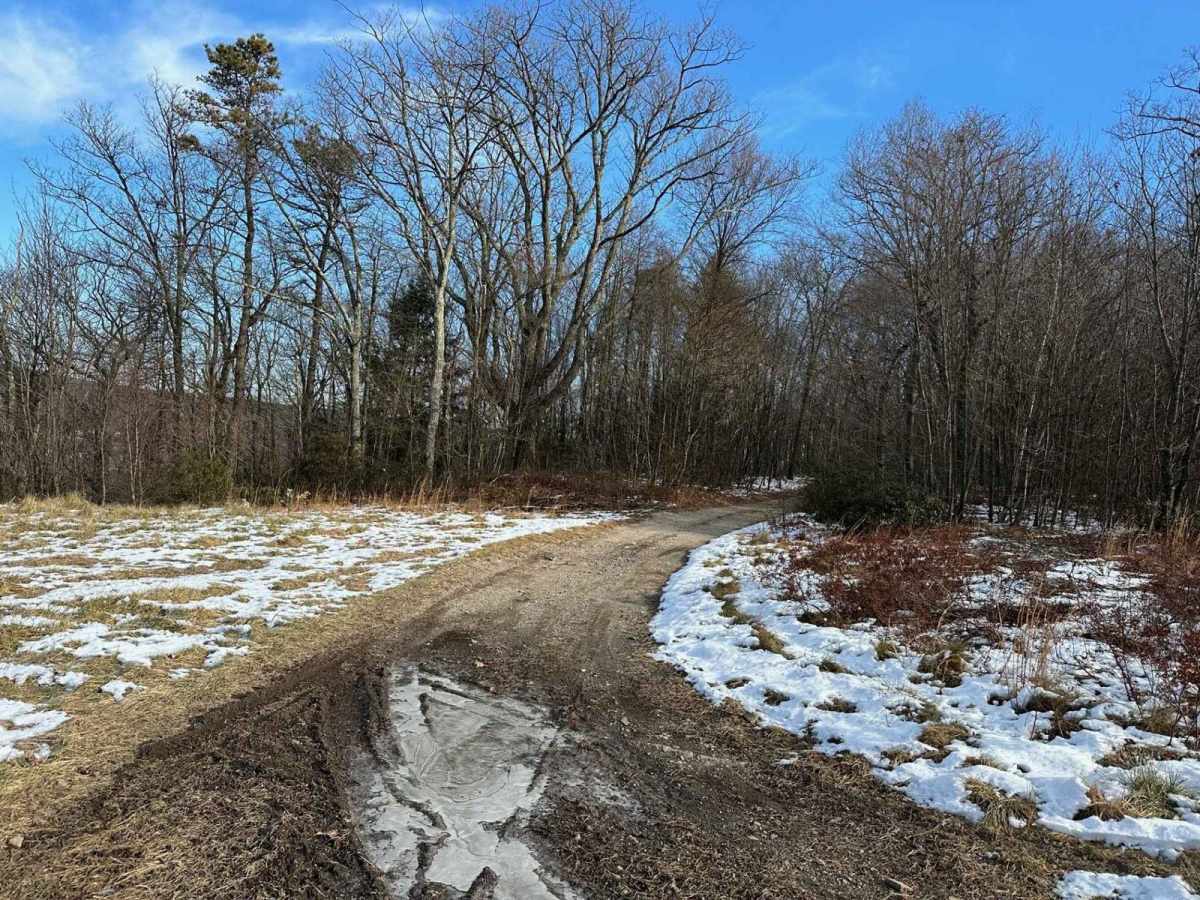 Locust Gap 30 photo 5