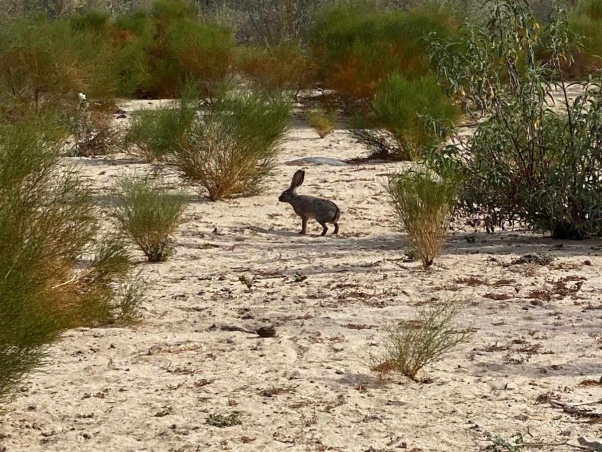 Santa Gertrudis photo 3