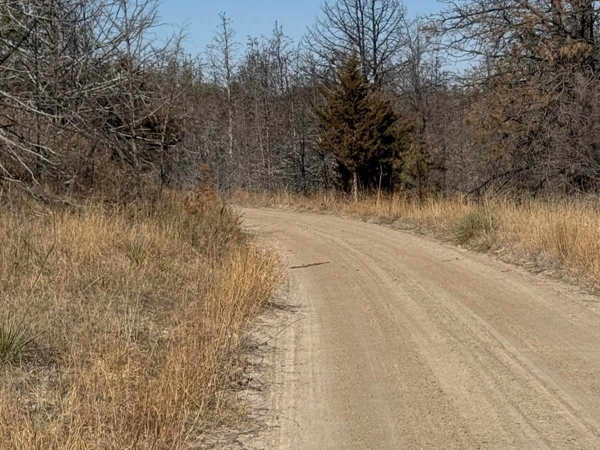 Forest Road 203A - Circle Trail photo 4